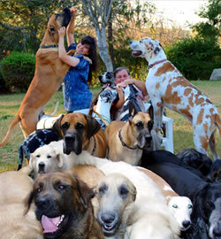Gentle Giant Dog Rescue Norco Ca Gentle Giant Dog Rescue Norco Ca