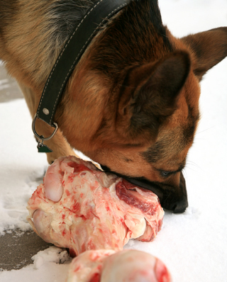 raw meat diets for dogs