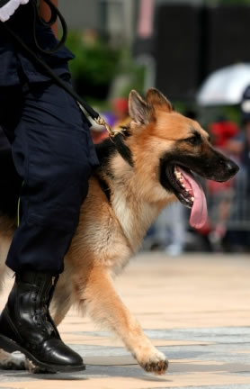 K9 cops should all wear protective vests