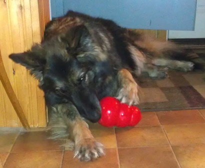 Kongs are not just for treats - you can serve your dog's meals in Kongs!