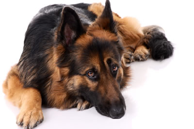 German Shepherd feeling sick
