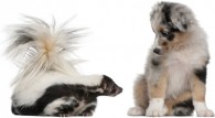 post_skunk_puppy
