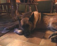depressed Riley laying on kitchen floor