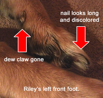 Riley's left front foot