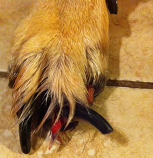 Paw of a German Shepherd with Symmetrical Lupoid Onychodystrophy