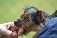 post_yorkie_biting_finger_424x283