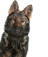 post_you_might_be_a_dog_lover_350x417b
