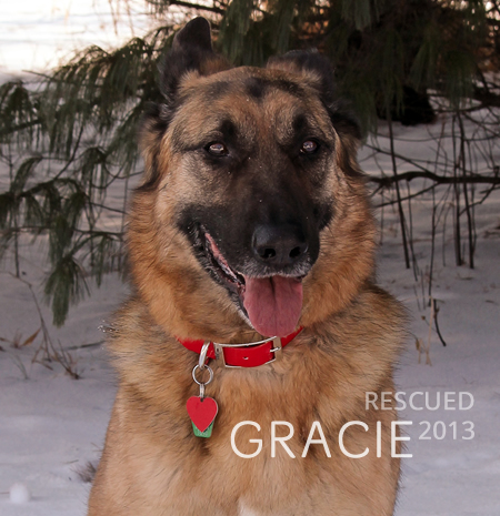German Shepherd Gracie rescued November 2013