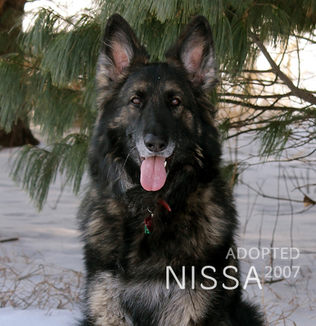 German Shepherd Nissa adopted April 2007