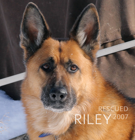 German Shepherd Riley rescued January 2007