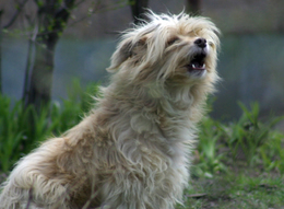 photo of a dog barking in the woods