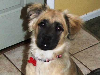 Chow-Shepherd mix puppy named Dexter