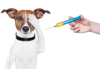 don't over-vaccinate your dog!