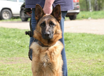 German Shepherd held by it's collar