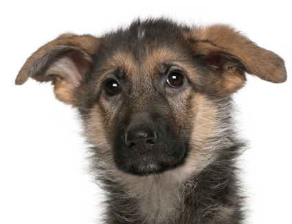 A dead puppy speaks from the grave to the owner he loved.