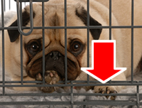 wire dog crate with arrow pointing to bottom
