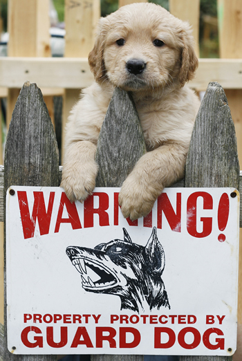 guard dog sign and a puppy on a fence - we should protect our dogs our dogs should not protect us