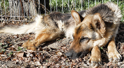 emaciated german shepherd